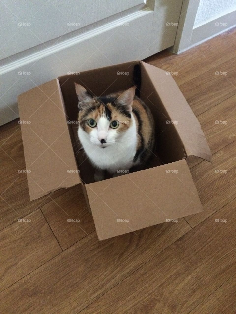 Calico in a box. My calico cat in a box. 