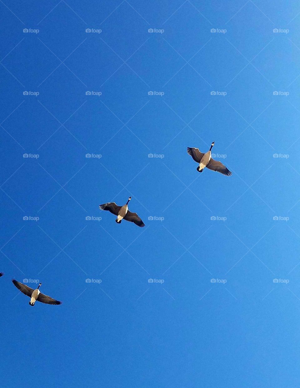 3 Flying geese