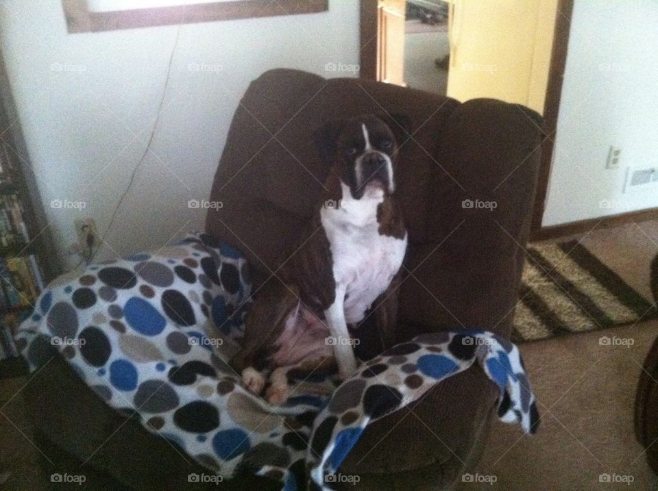 Boxer in chair