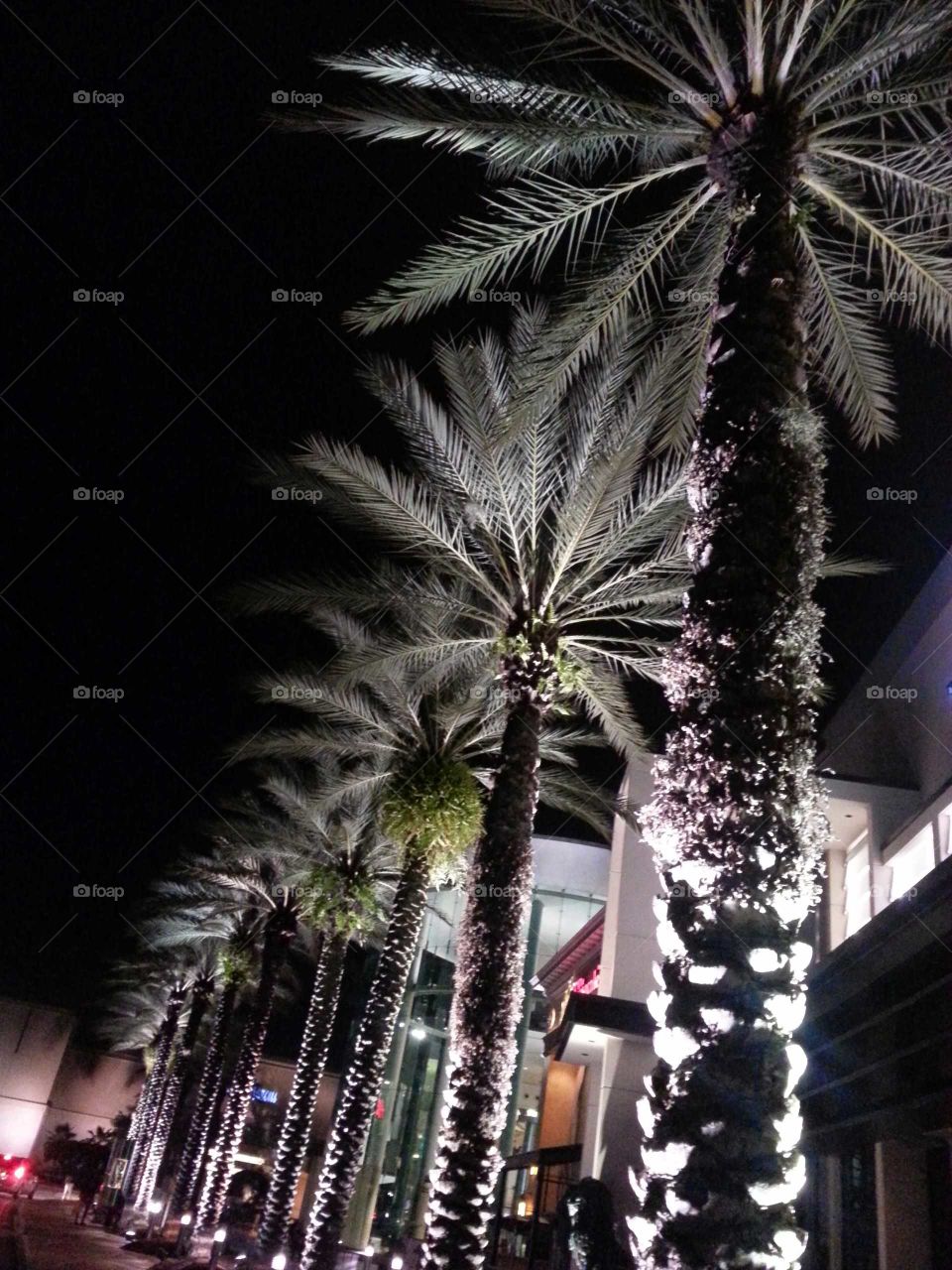 a row of palm trees lit at night
