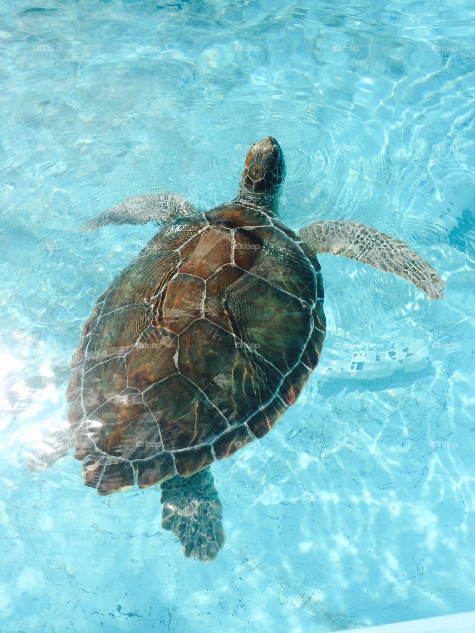 Totally awesome duuuude. Taken at Turtle Hospital in The Florida Keys