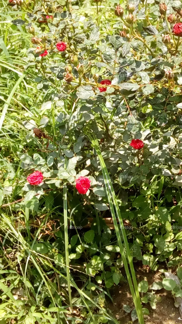 roses