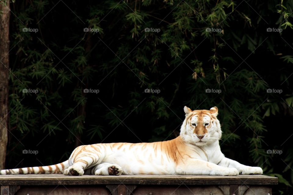 Bengal White Tiger