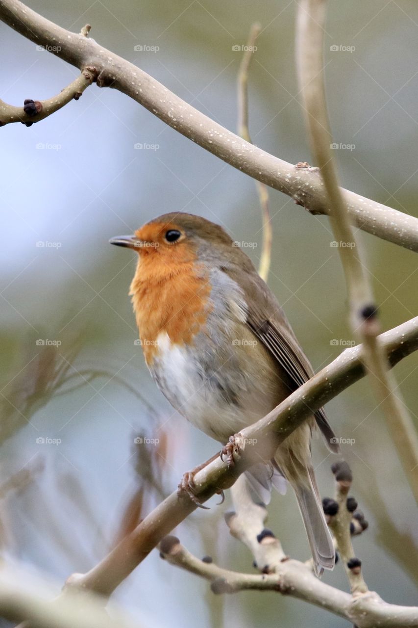 Robin