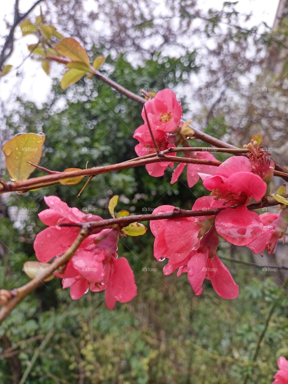 Spring rain