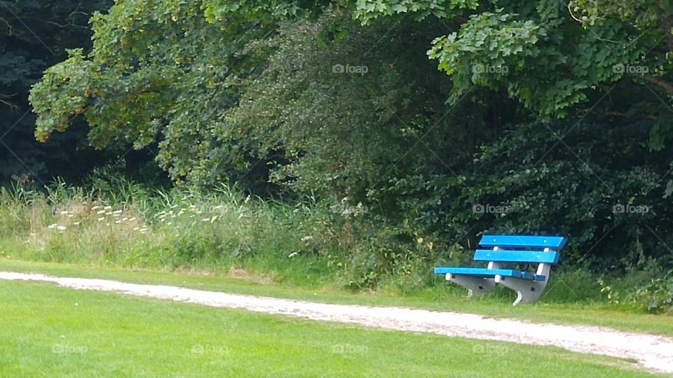 landscape in the park with blue bench