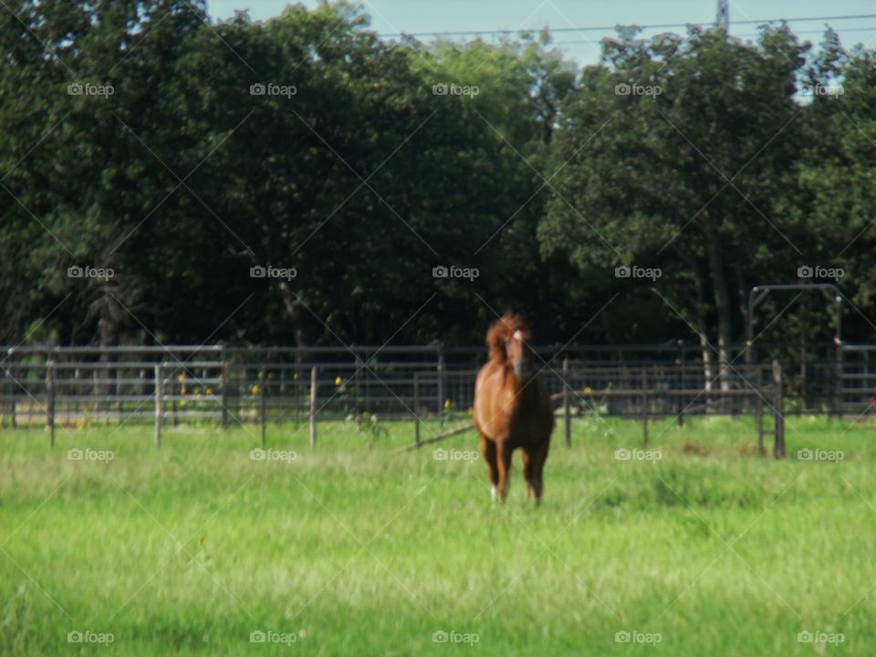 horse 🐴 pasture 2. This is another picture of a horse 🐴 pasture that I saw while out exploring this morning in East Texas