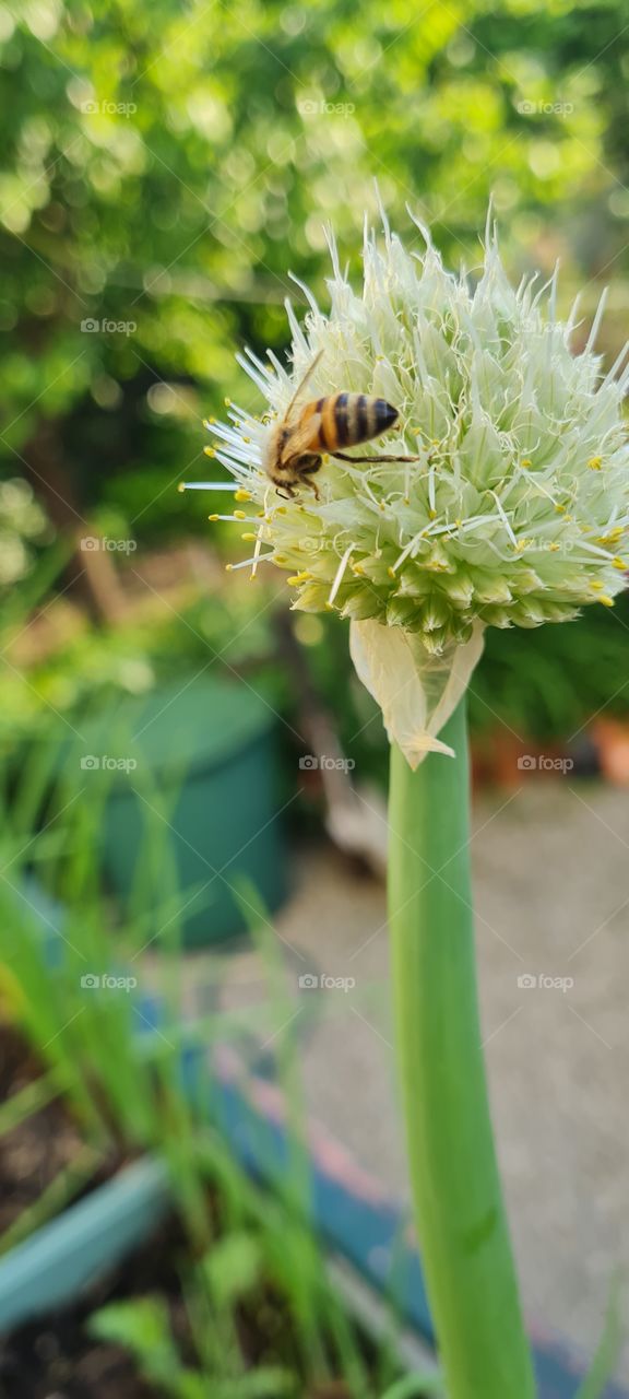 bee