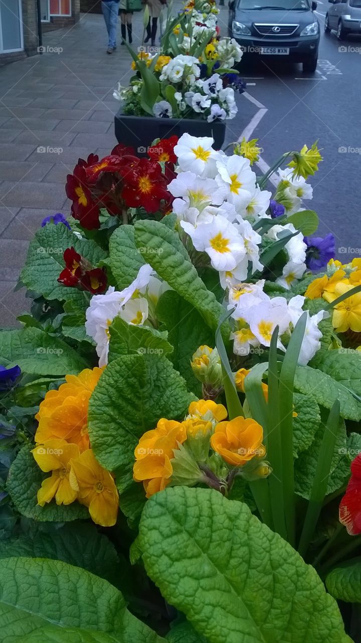 Burst of glorious spring flowers adorns the streets of this Essex town.