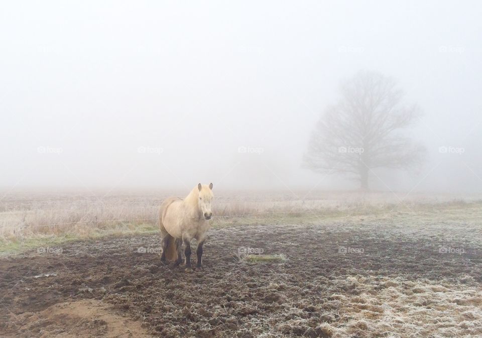 A foggy day