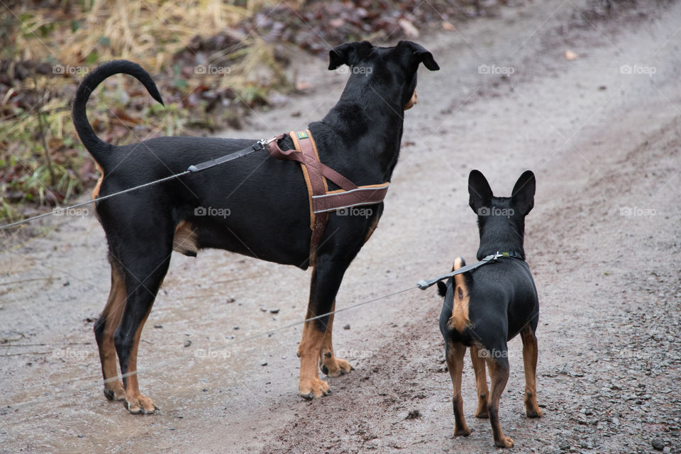 two dog friends looking ahead at the road