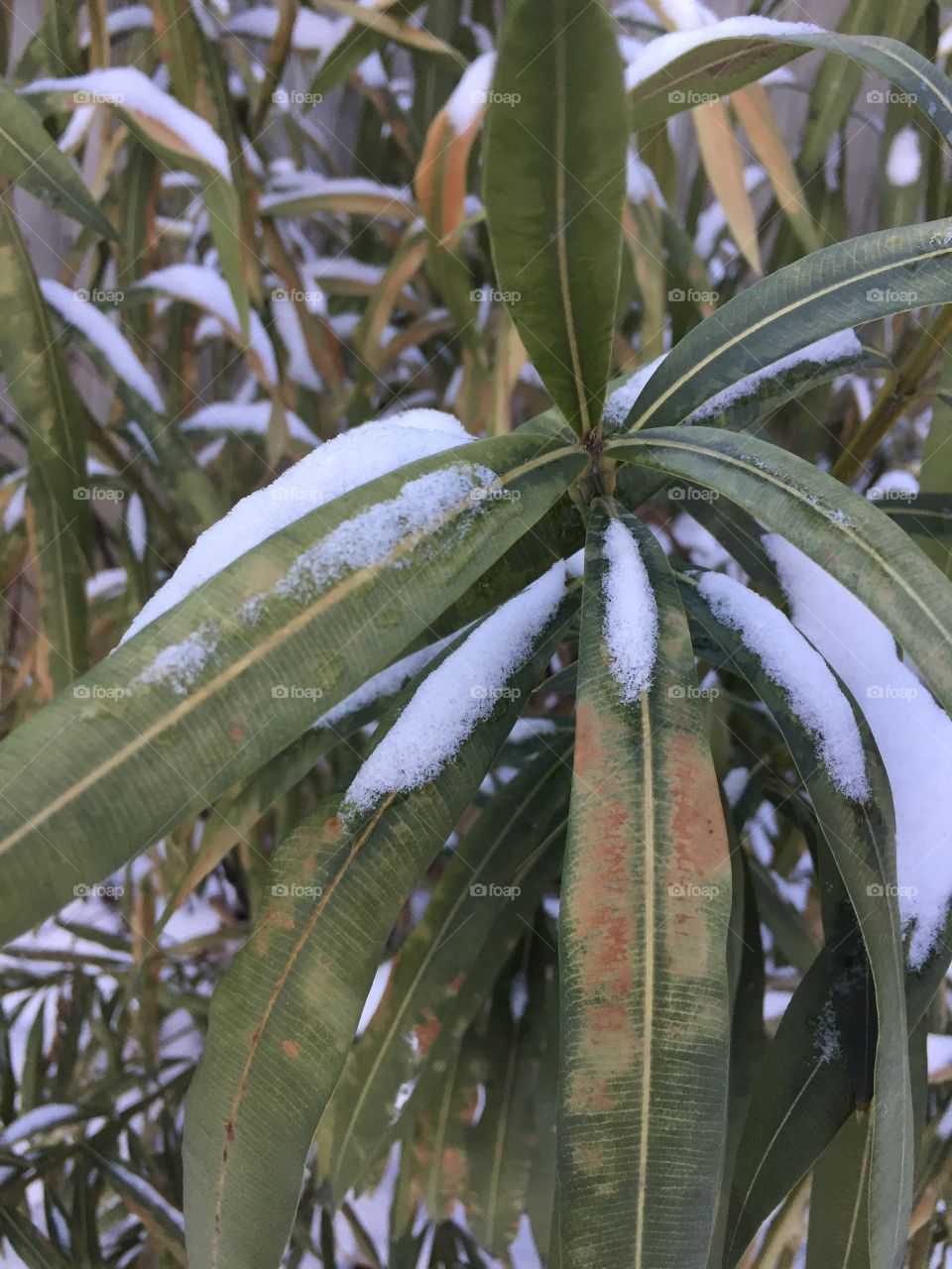 Snow on a plant.