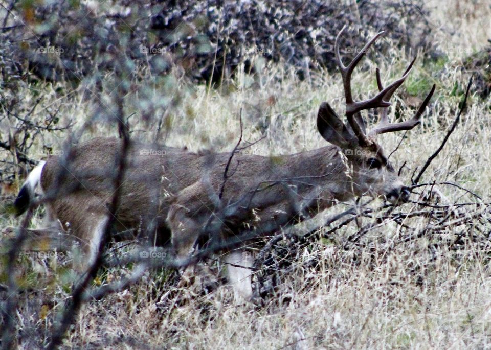 Big buck on the run 