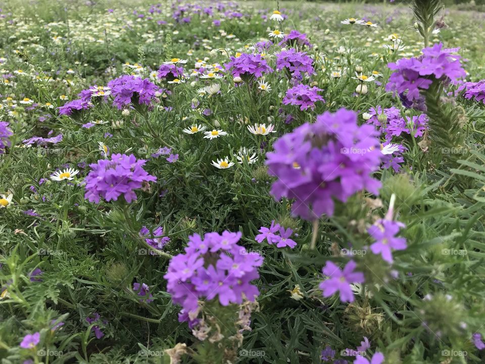 Spring flowers.