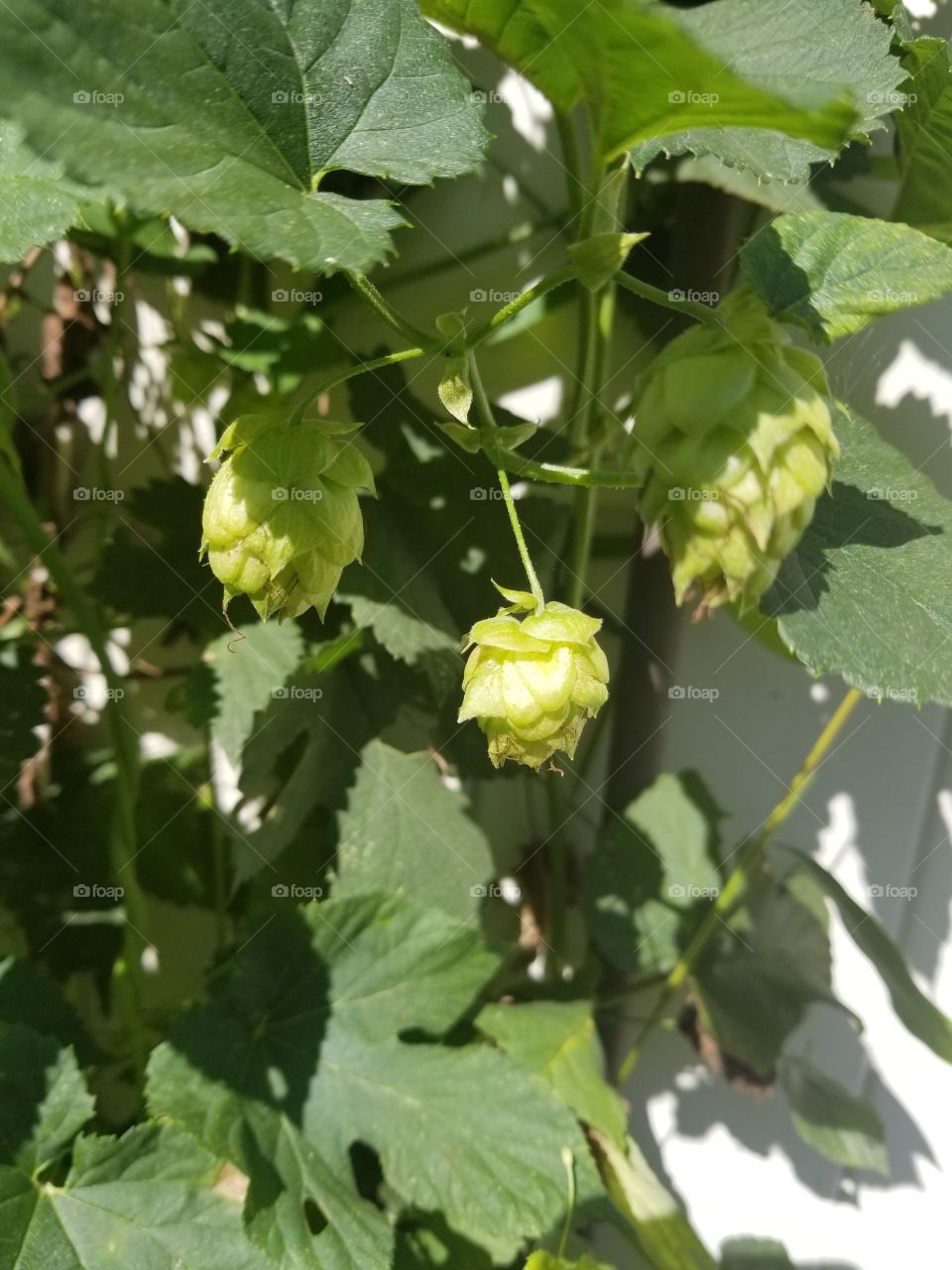 cascade beer hop plant