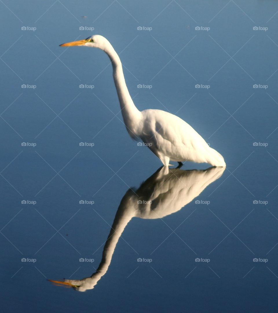 Perfect Reflection of Great Egret