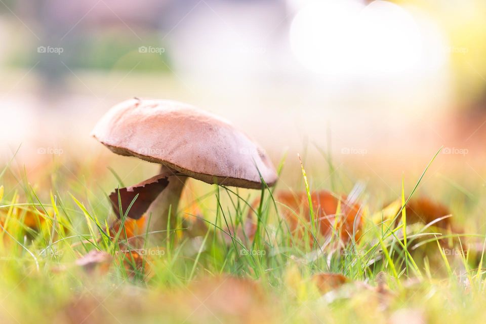 A portrait of a brown mushroom standing in the grass and in between the colorful autumn leaves in a garden during autumn or fall season.