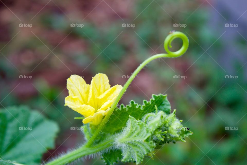 Flower on a cantaloupe vine