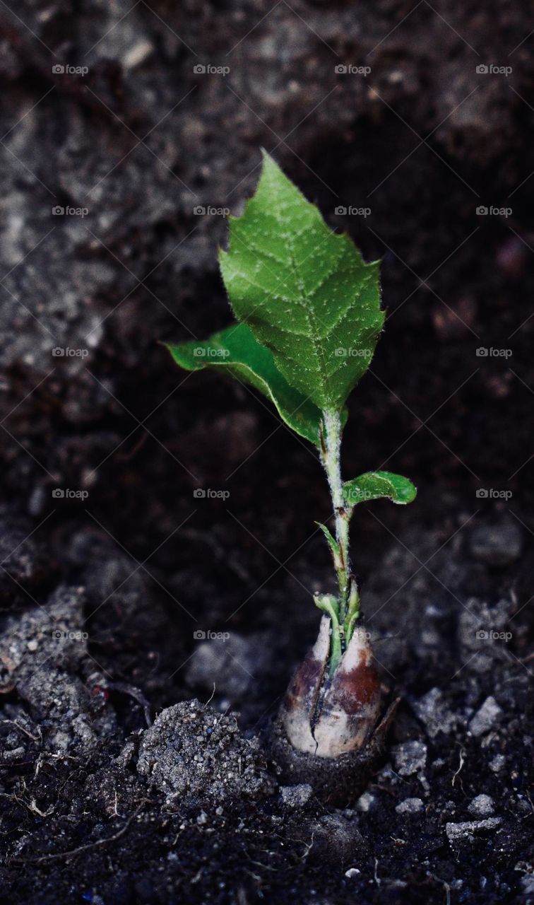 the plant coming out of the acorn