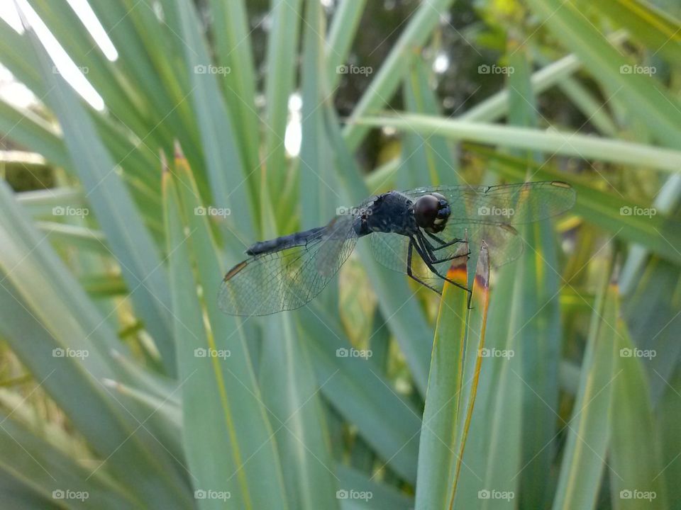 dragonfly 2