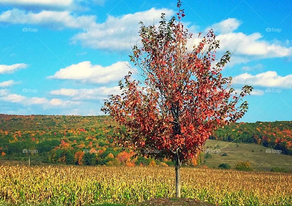Beautiful Fall Foliage. Gorgeous fall day in Garrett County, MD.