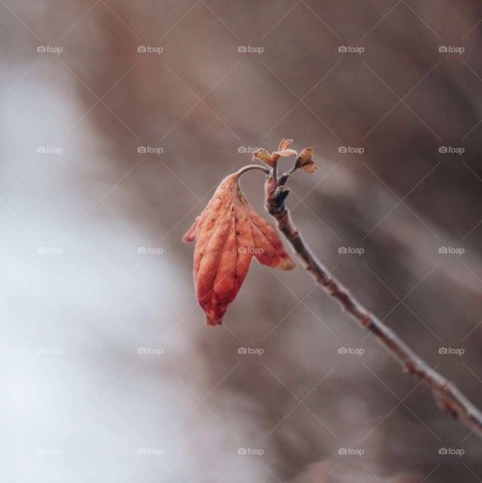 Winter leave 