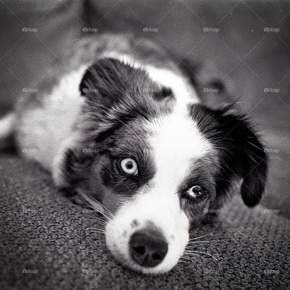 Miniature Australian Shepherd laying on couch in black and white.  