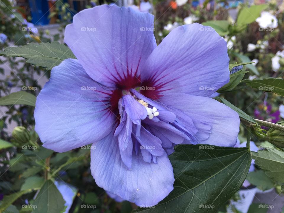 Blue hibiscus