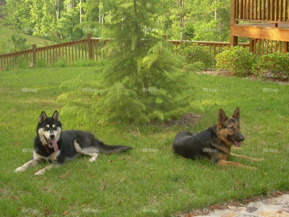 German Shepard and Husky