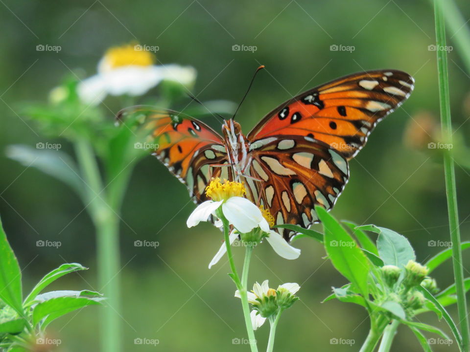 gulf fritillary