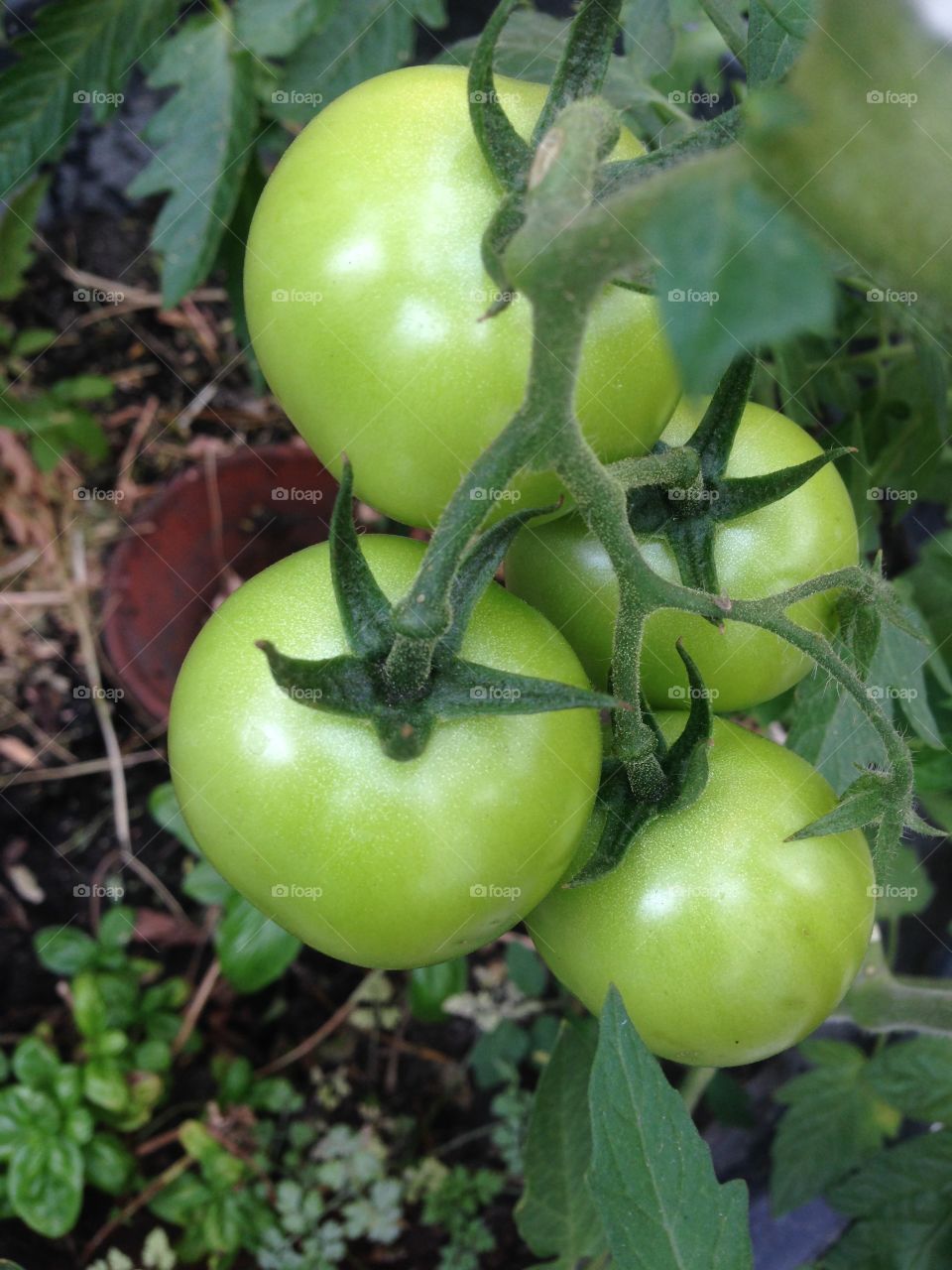 Tomate grün