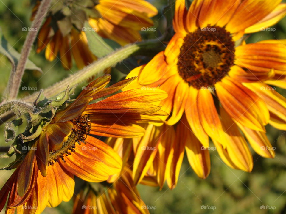 Sunflowers 