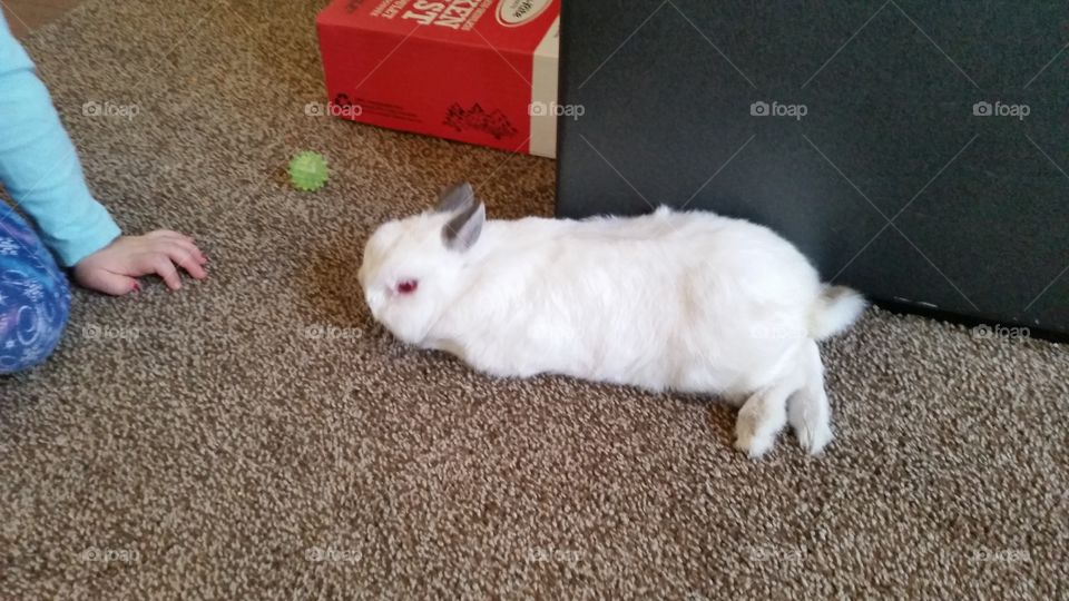 bunny relaxing