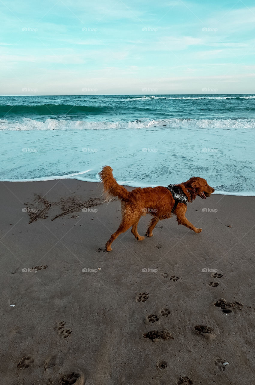 Picture of my dog walking on the beach 