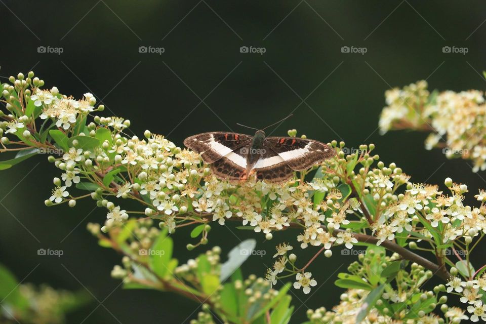 Beautiful and cute butterfly