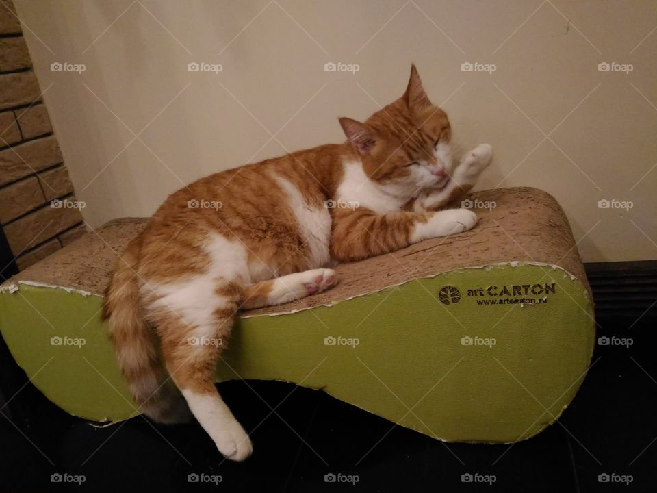 Cat at cat cafe waiting for new mom and dad