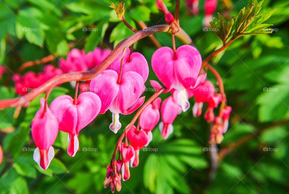 The beauty of flowers