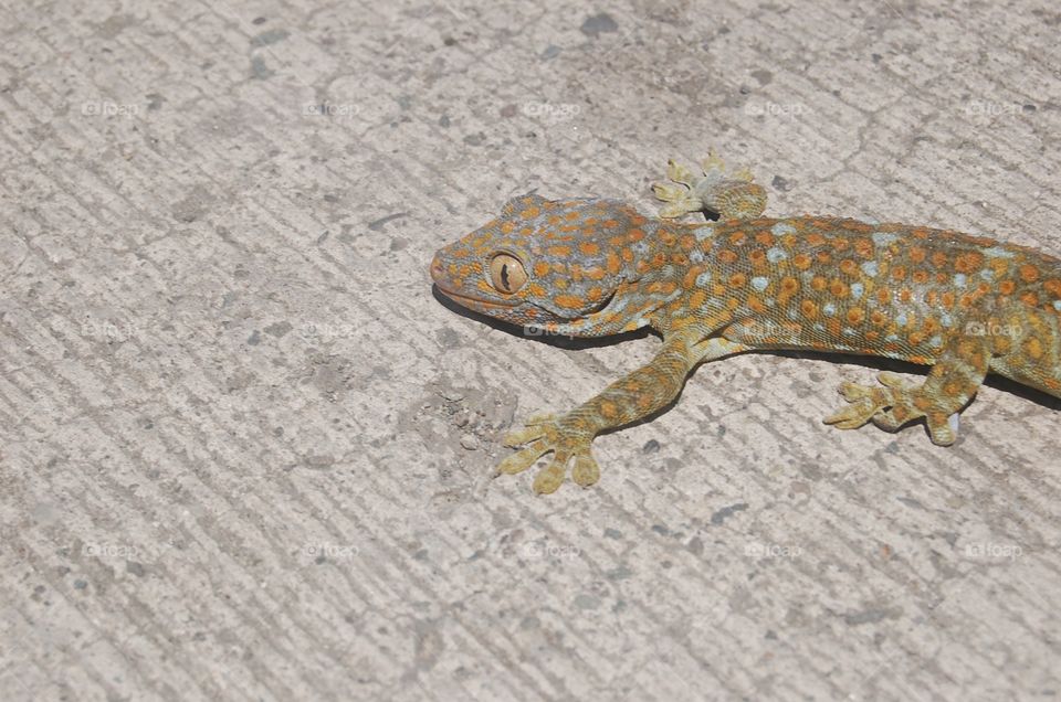 Gecko