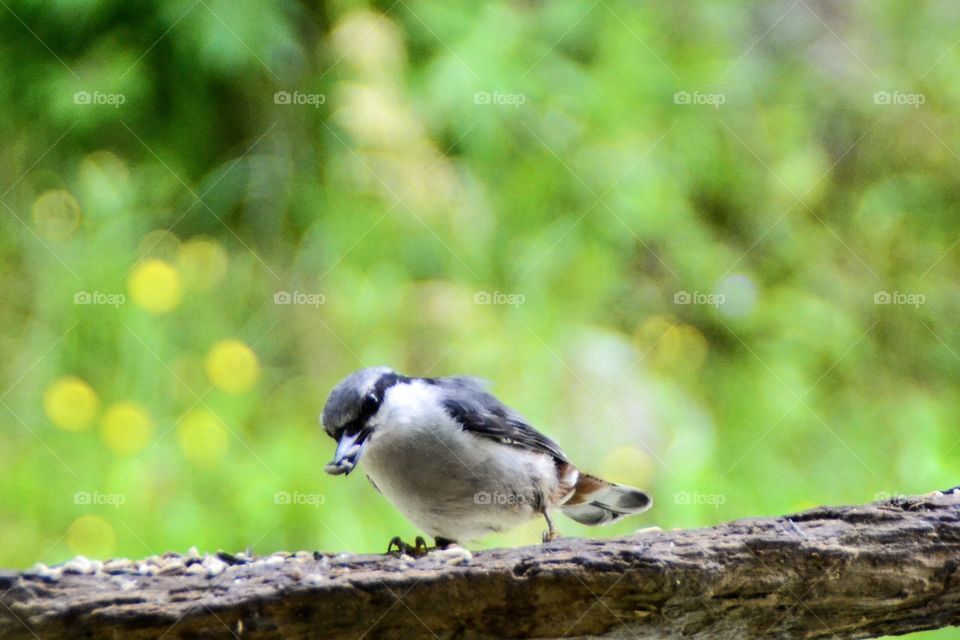 Nuthatch
