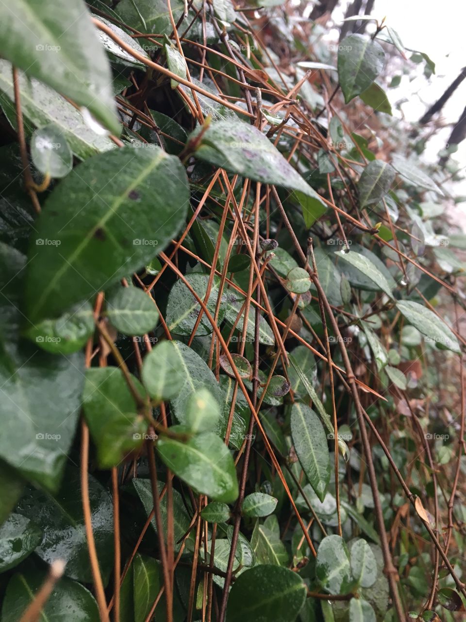 vines on a cloudy day 
