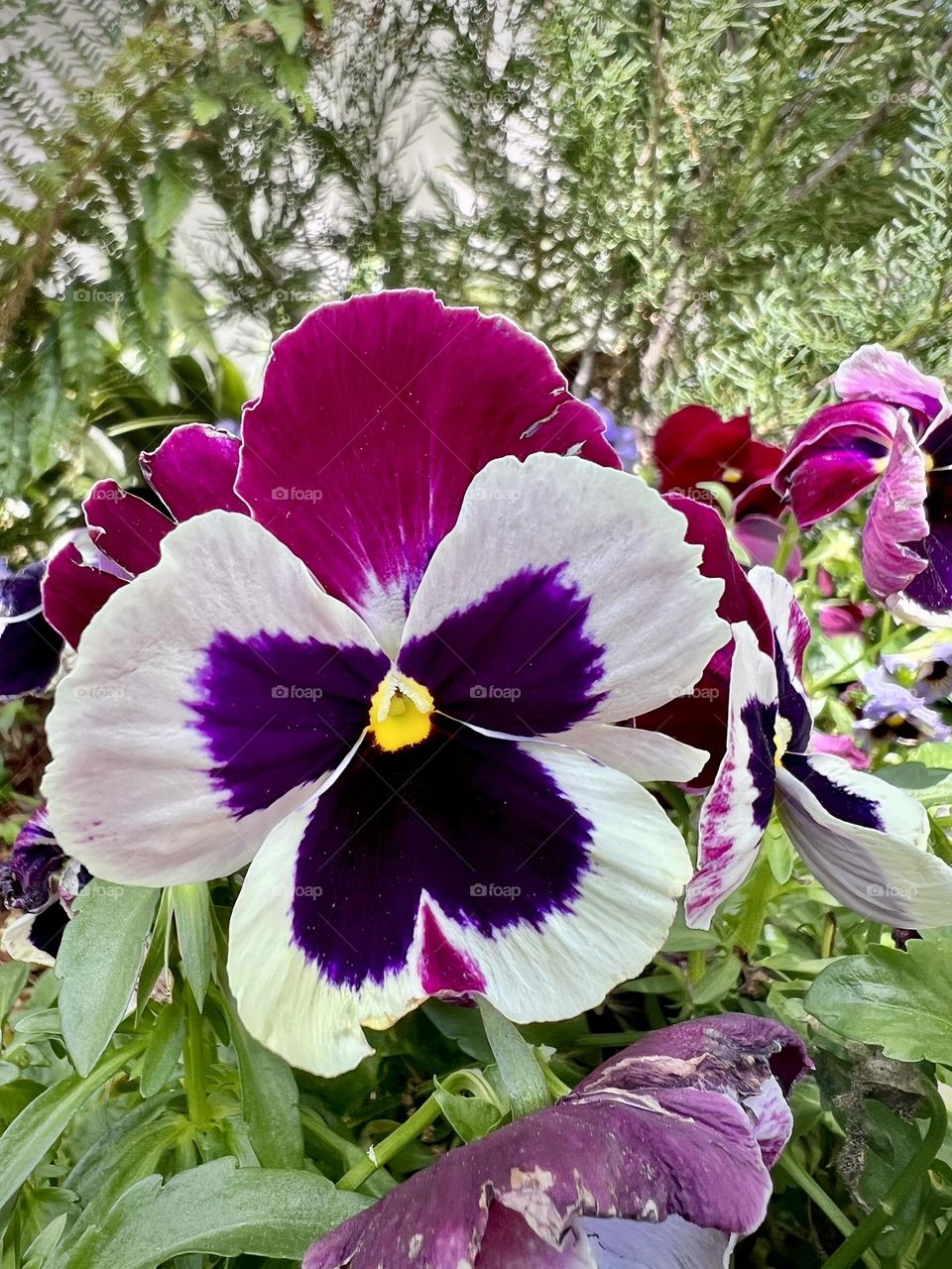 Spring flowers in a colorful flower bed 