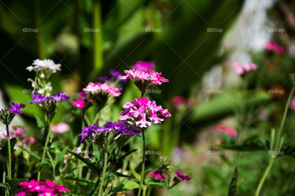 colorful flowers