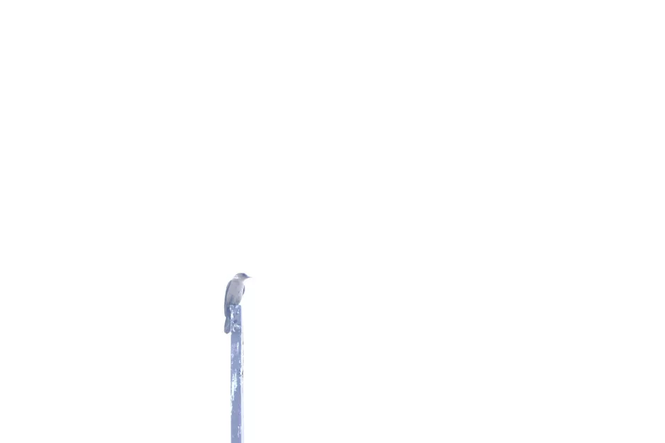 Bird on pole
