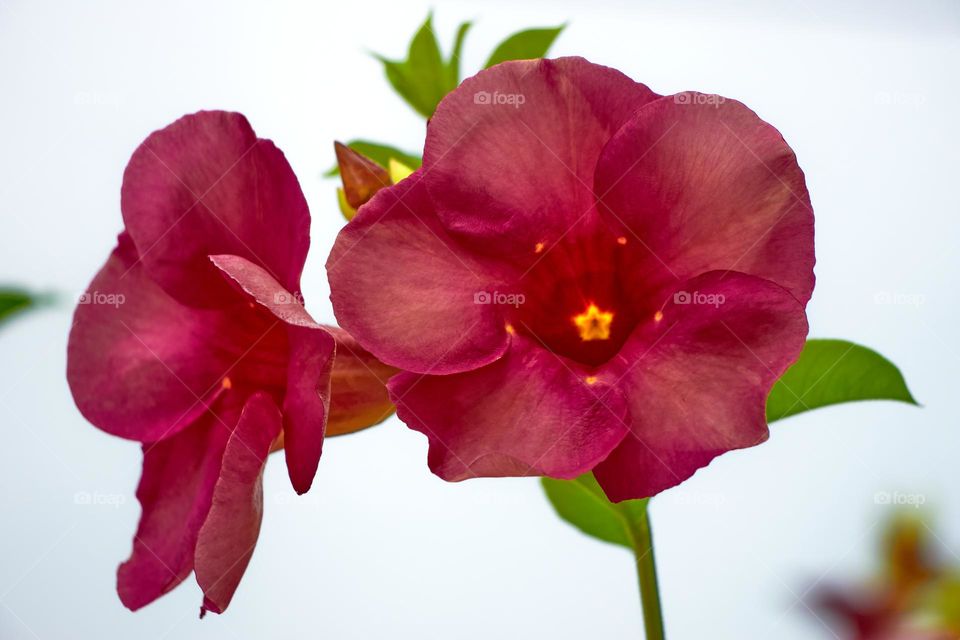 Floral photography  - allamanda