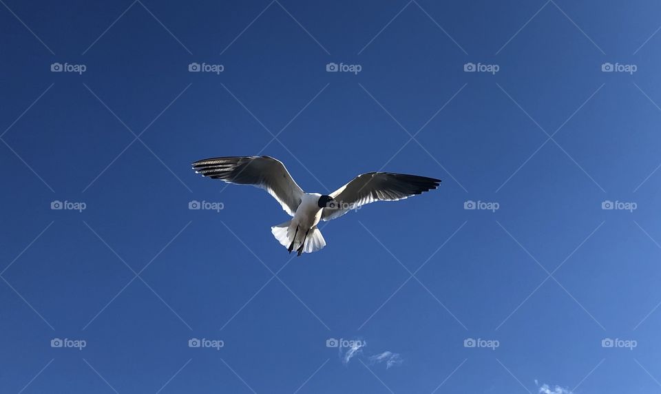 Seagull