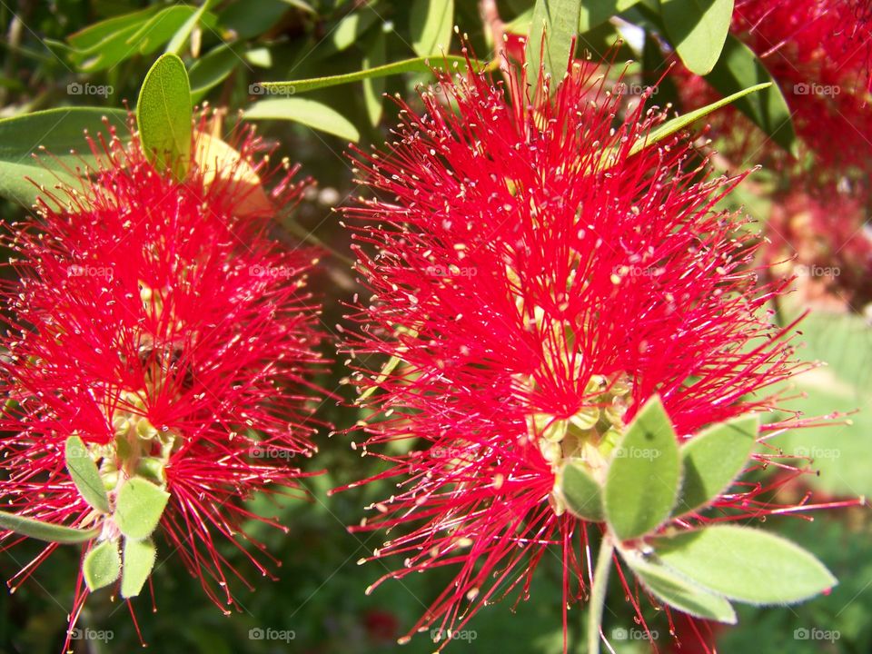 Bottle Brush Tree.