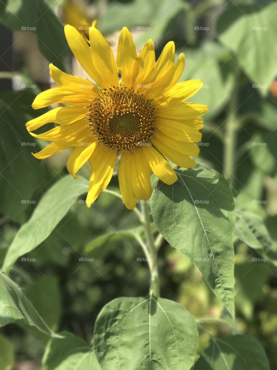 .odnalrO ni detacol tneduts FCU nA  .asleS yb kcilC Follow me @Selsa.Notes, Selsa.Clicks, or Selsa.Quotes.  Sunflower located in Doctor Phillips, Florida.  