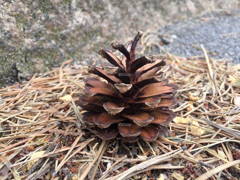 Close-up of pinecone