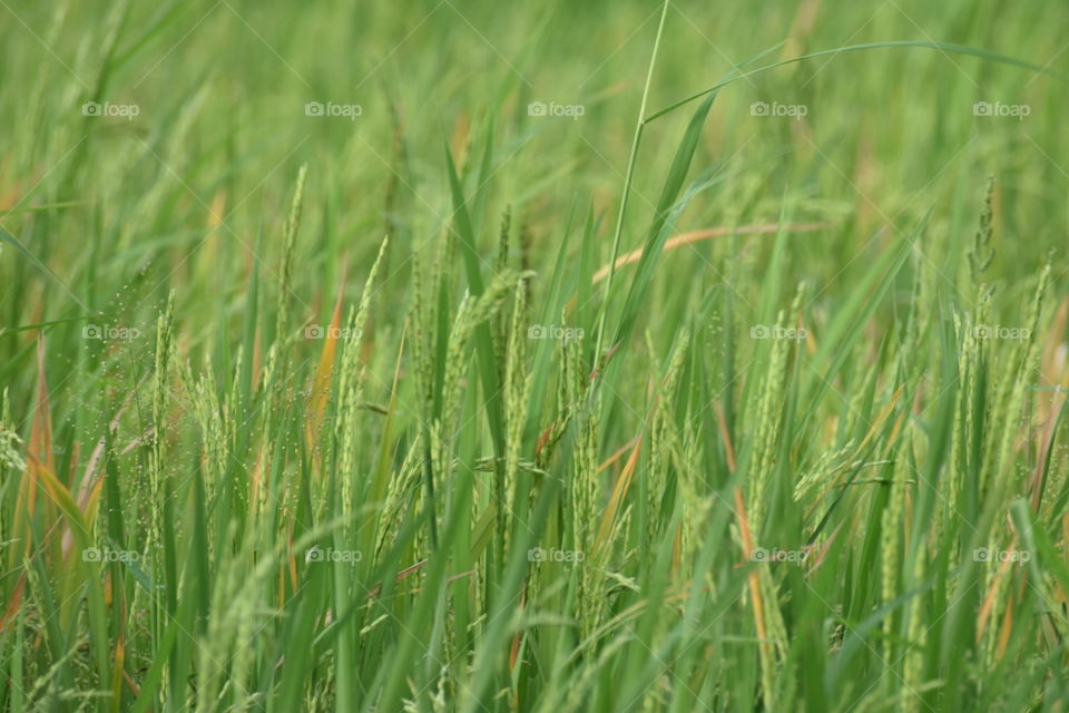 The green colour story