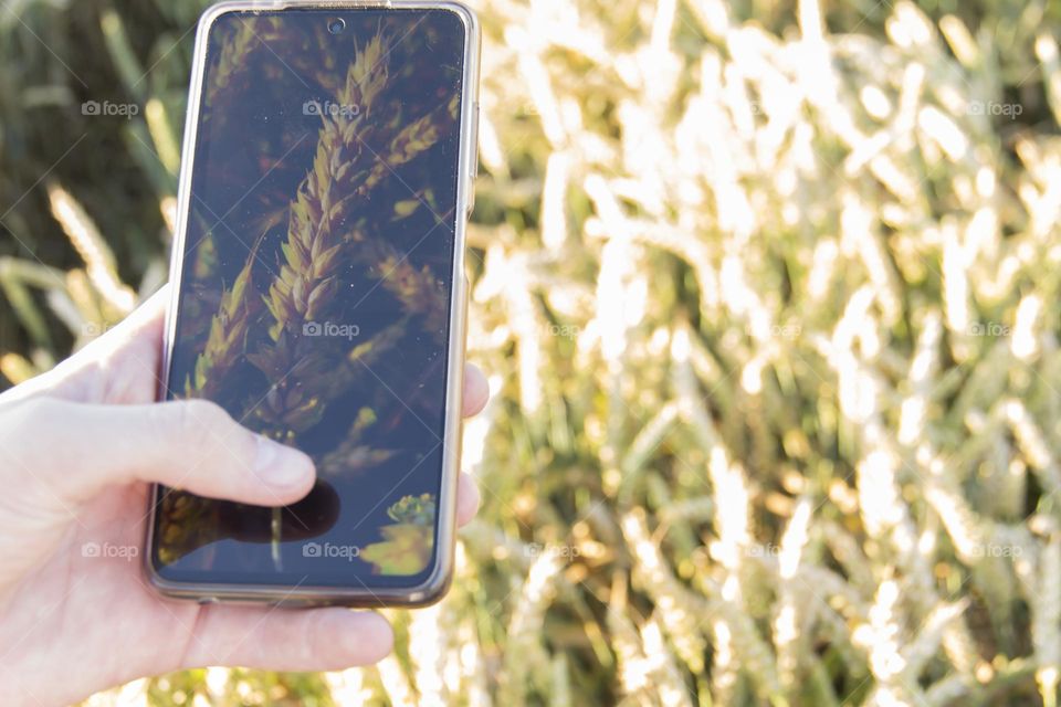 a teenager photographs spikelets in a wheat field on a phone camera which.